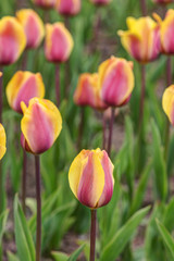 Fototapeta premium yellow purple tulips