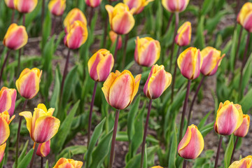 bright tulips in the spring