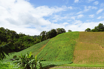 landscape with green field and blue sky, Corn plantation on hill, Growing in corn fields.