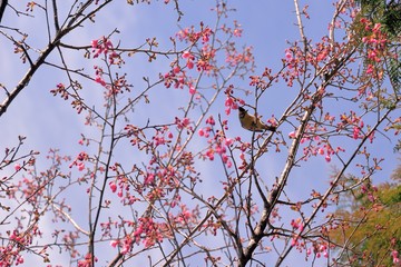 Blooming Taiwan Cherry Blossoms (Prunus campanulata Maxim) in Shei-Pa National Park, Taiwan