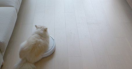 Pomeranian dog sit on robotic vacuum cleaner slides across the room