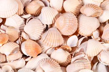 Background of collection of various sea shells , close up