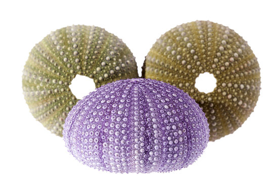 Sea shells of sea urchin ( violet and green) isolated on white background, close up