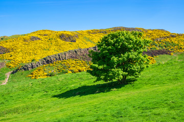 Frühling am Arthur´s Seat in Edinburgh/Schottland