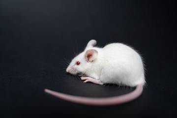 mouse on black background