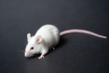 Young white rat posing on black background