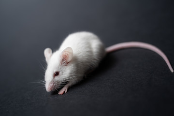 Young white rat posing on black background