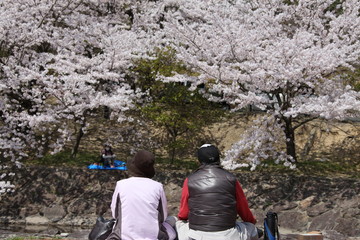 夫婦と桜