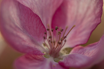 Fototapeta na wymiar pink apple flower, background