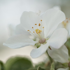 white tender apple tree flower