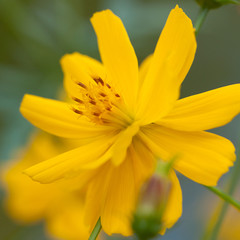 bright beautiful flower with delicate yellow petals