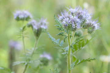 delicate fluffy flowers blooming in summer field