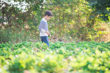 Asian sibling boys harvesting strawberry organic in the farm