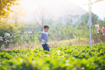 Asian sibling boys harvesting strawberry organic in the farm