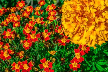 Flowers are thin-leaved marigolds. Beautiful orange red marigold flowers & leaves in garden. Closeup Tagetes erecta