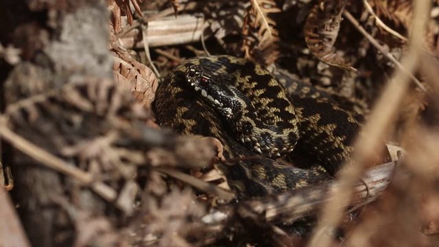 A beautiful Adder (Vipera berus) snake just out of Hibernation basking in the morning sunshine coiled up in the undergrowth at the edge of woodland.