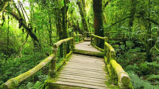 Nature trail in forest. Ang ka nature trail in Doi Inthanon national park , Chiang mai , Thailand.