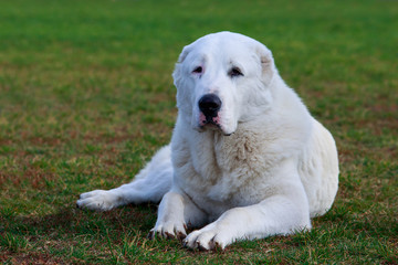 Dog breed Alabai