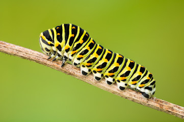 caterpillar on a leaf