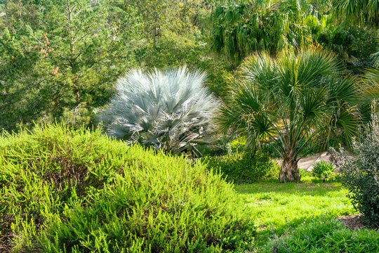 Lush palm tree garden. Fresh natural tropical background.