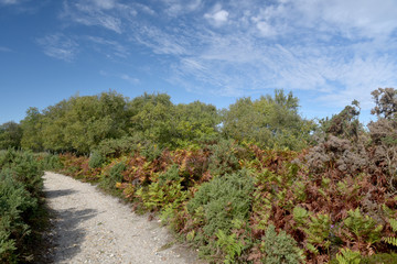 Fototapeta na wymiar Scenery on Studland Heath near Swanage on Dorset Coast