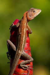 Changeable Lizard, Red-headed Lizard, Indian Garden Lizard hang on the crabe ginger in the garden, Bangkok, Thailand.