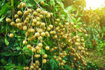 bunch of red grapes, Longan Garden,  Longan is a tropical fruit in Thailand.