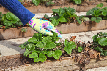 Naklejka premium The gardener puts the mulch under the strawberry. A hand gardener in a glove against a background of plants in the garden, organic farming for a vegetarian diet.