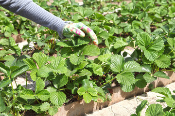 The gardener puts the mulch under the strawberry. A hand gardener in a glove against a background...