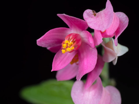 Macro Photo of Pink Flower with Yellow Pollen Isolated on Black Background, Selective Focus