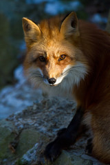 Rotfuchs (Vulpes vulpes)