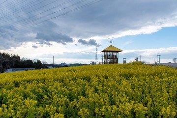 菜の花畑