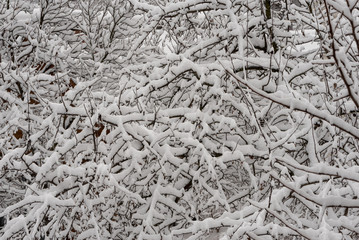 Snow on the tree branches. Winter View of trees covered with snow. The severity of the branches under the snow.