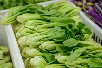 Bok choy or Chinese cabbage