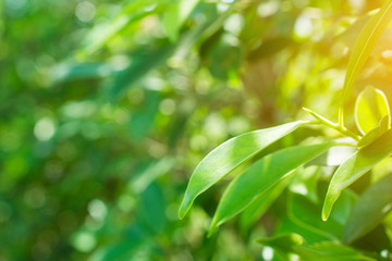 Fototapeta na wymiar green leaf on blurred greenery background concept.