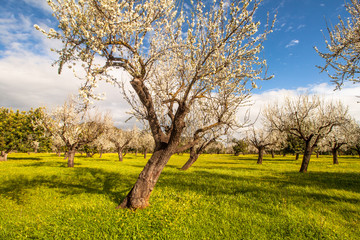 Mandelblüte auf Mallorca