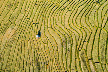 (View from above) Stunning aerial view of a little hut on a spectacular green rice terrace which...