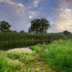 Morning near the river