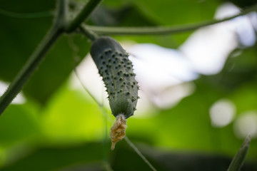 Green cucumber hanging in a greenhouse close-up