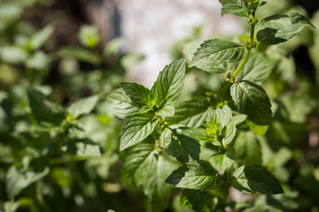 Juicy mint leaves close-up. Photographed on a sunny afternoon