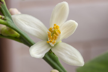 Fototapeta premium Delicate white with a purple-pink shade flower of citrus plant Meyer lemon, C. meyeri. Citrus blossom example. Close-up with selective focus, macro. Indoor citrus tree growing