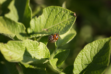 Colorado beetle on green leaf close-up