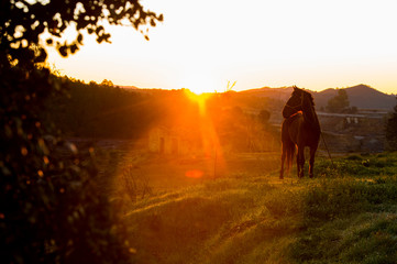 horse in the rays of the morning dawn sun in Andalusia, Rio Tinto quarry