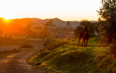 horse in the rays of the morning dawn sun in Andalusia, Rio Tinto quarry