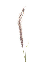 decorative spikelets isolated