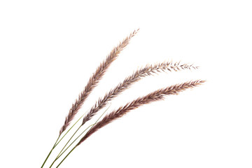decorative spikelets isolated