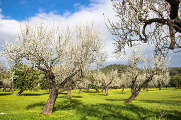 Mandelblüte auf Mallorca