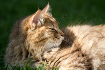 Naklejka na ściany i meble Cat basking in the sun