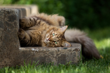 Cat lying on step looking at camera