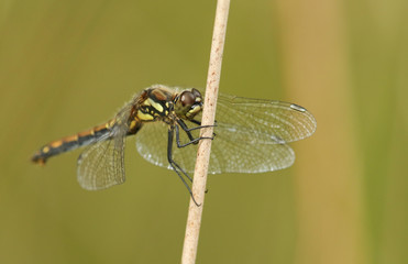 A stunning female Black Darter Dragonfly (Sympetrum danae) perched on a reed.